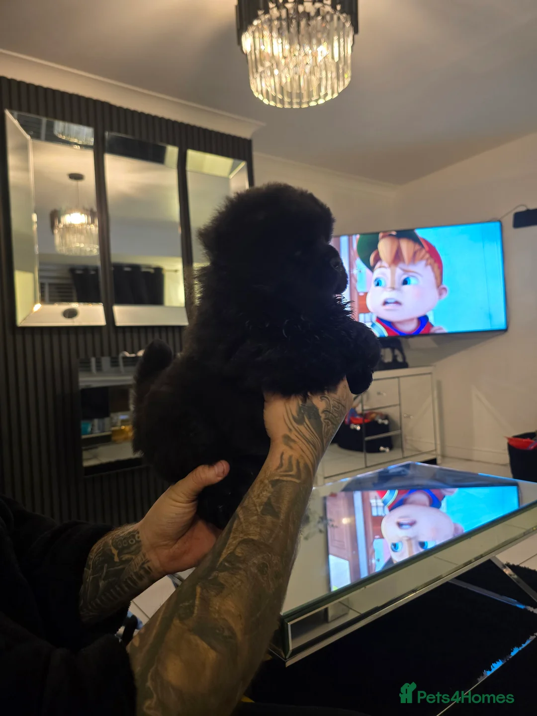 Chow Chow dogs for sale: Stunning babies  - Advert 4