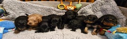 Cavapoo dogs for sale: Gorgeous F1b Cavapoo puppys Health tested parents  - Advert 13