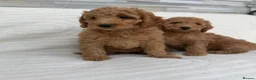 Mini Goldendoodle dogs for sale: Beautiful Miniature Goldendoodles Ready Now - Advert 11