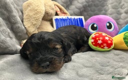 Cavapoo dogs for sale: F1 Cavapoo Puppies from Heath Tested Parents - Image 3