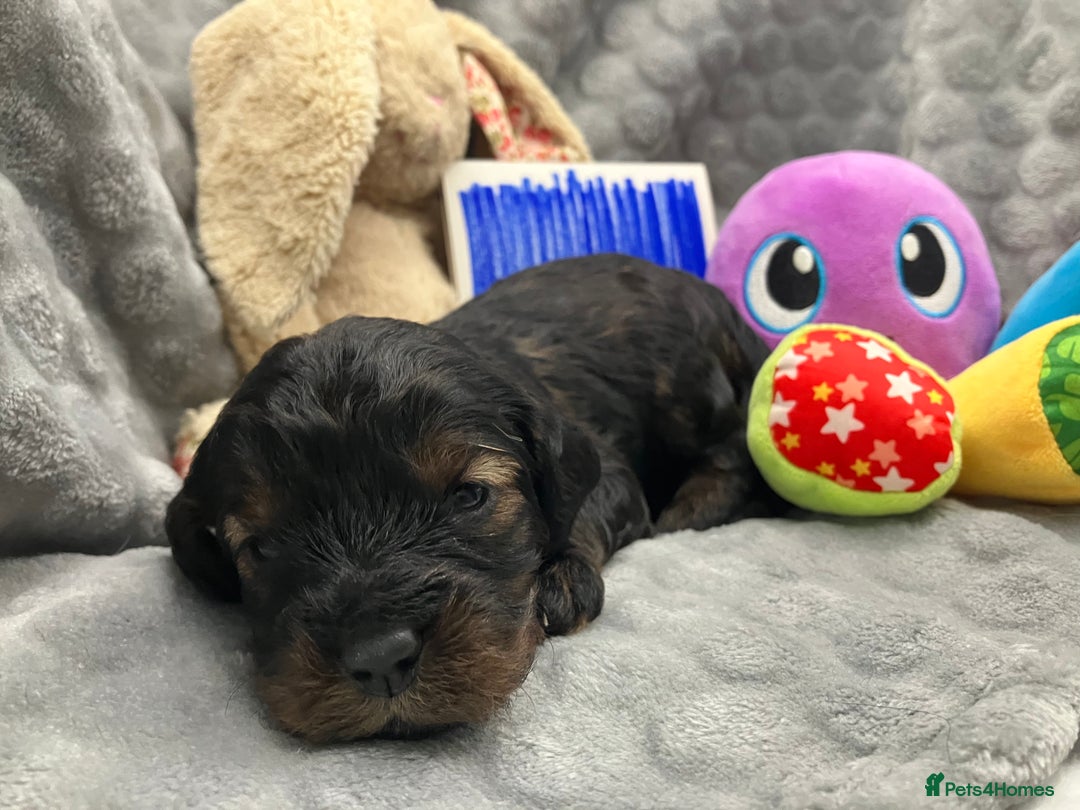 Cavapoo dogs for sale: F1 Cavapoo Puppies from Heath Tested Parents - Image 3