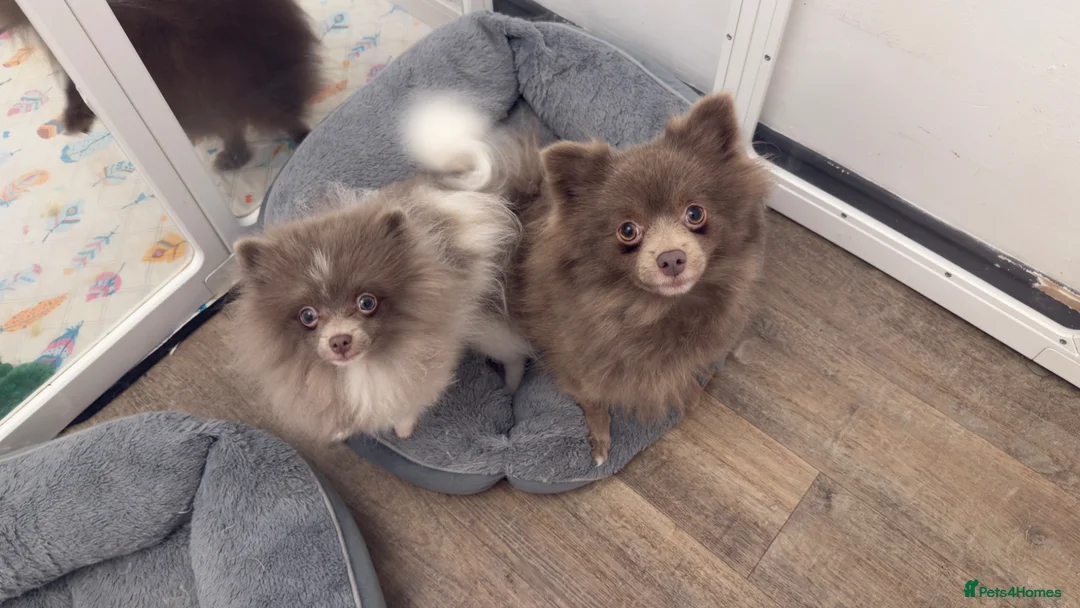 Pomeranian dogs for sale: Female fox face Parti champion bloodline kc - Advert 2