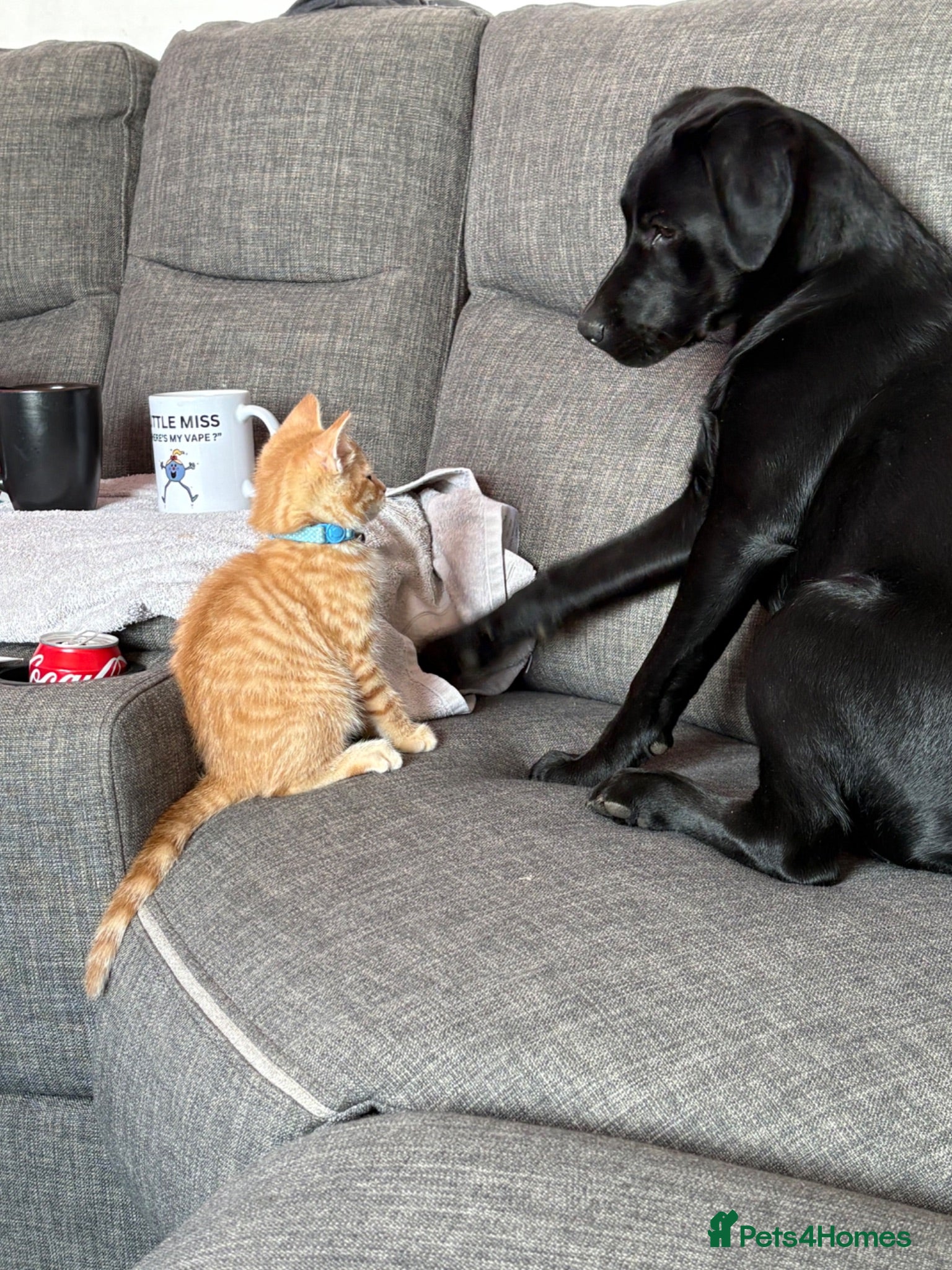 Labrador Retriever dogs 8 month old Labrador  - Advert 3