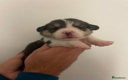 Welsh Corgi Pembroke dogs for sale: KC REG PEMBROKESHIRE CORGIS - Image 11