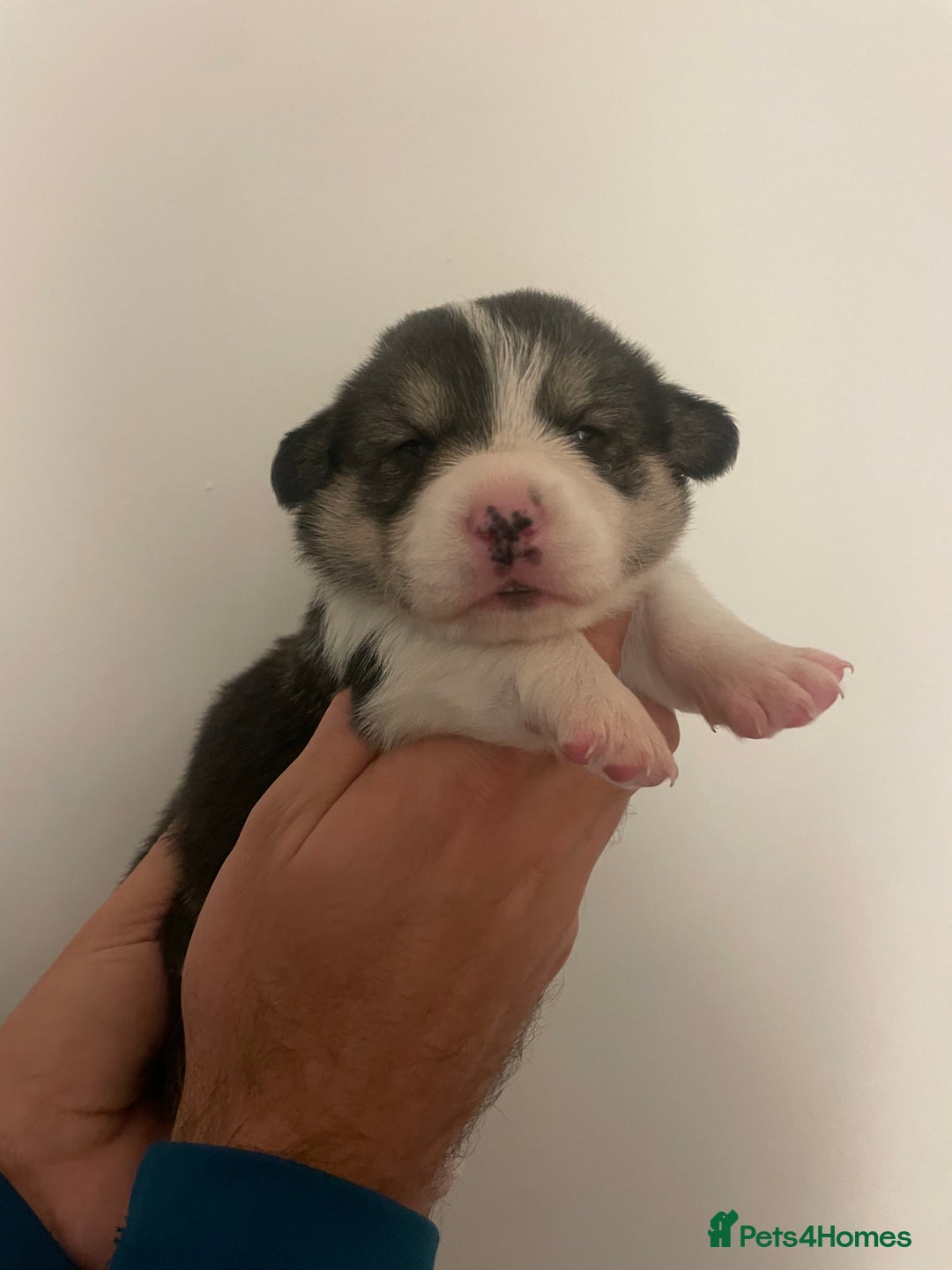 Welsh Corgi Pembroke dogs for sale: KC REG PEMBROKESHIRE CORGIS - Image 11