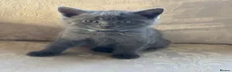 Mixed Breed cats for sale: British Blue cross kittens  - Advert 5