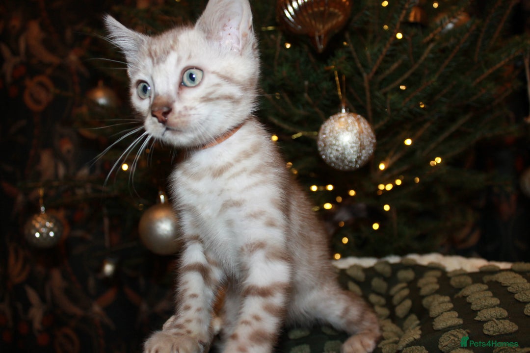 Bengal cats for sale: Last snow boy READY NOW  - Advert 9
