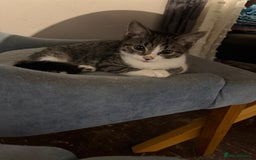 Mixed Breed cats for sale: 3 kittens available now  - Image 13