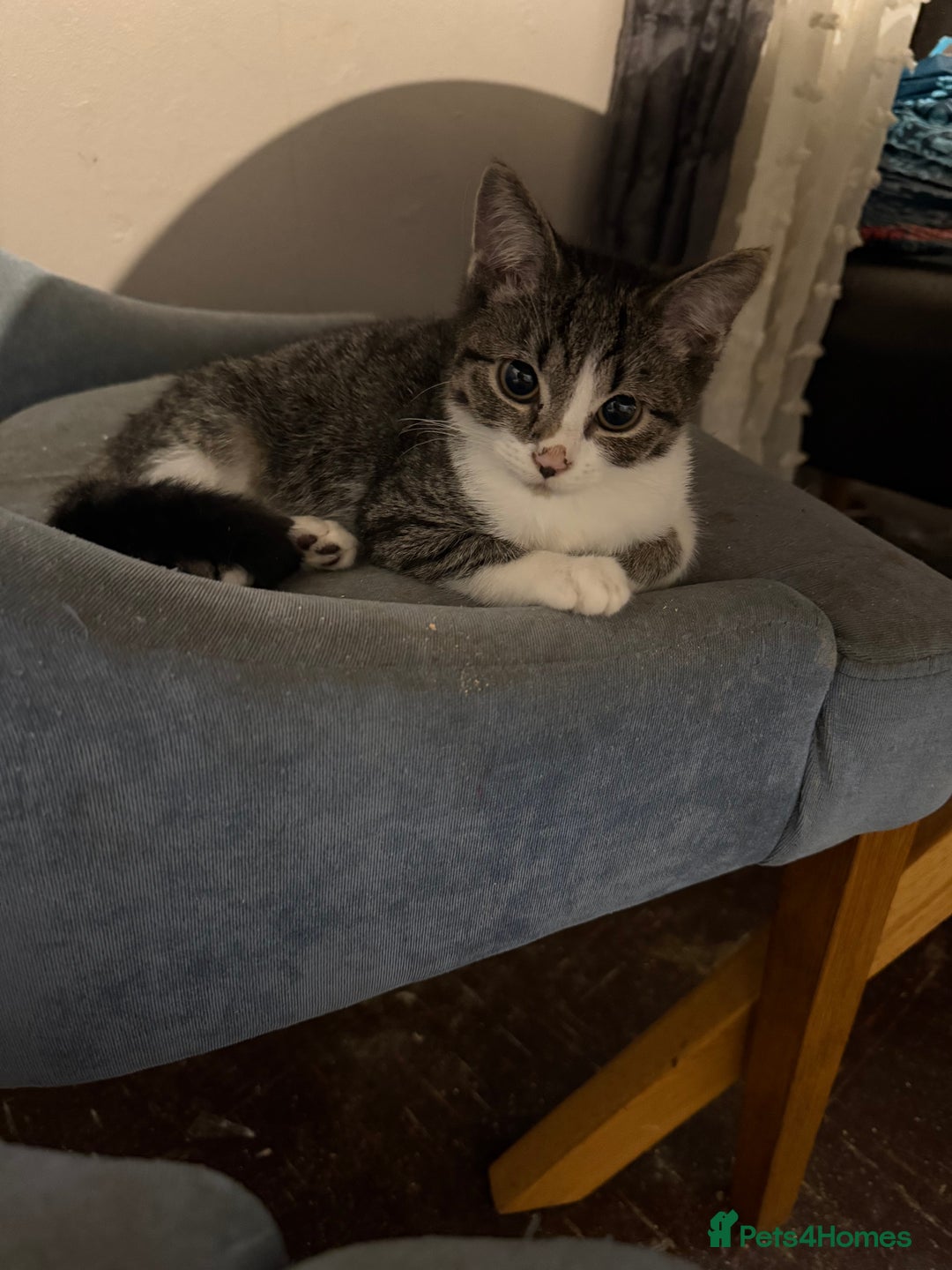 Mixed Breed cats for sale: 3 kittens available now  - Image 13