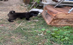 Mixed Breed dogs for sale: chow x staffy - Image 15