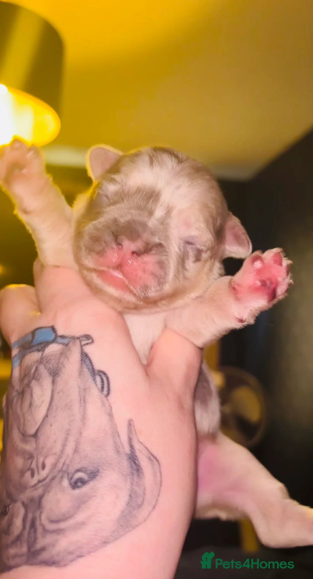 French Bulldog dogs for sale: Merle fluffy French bulldogs  - Advert 2