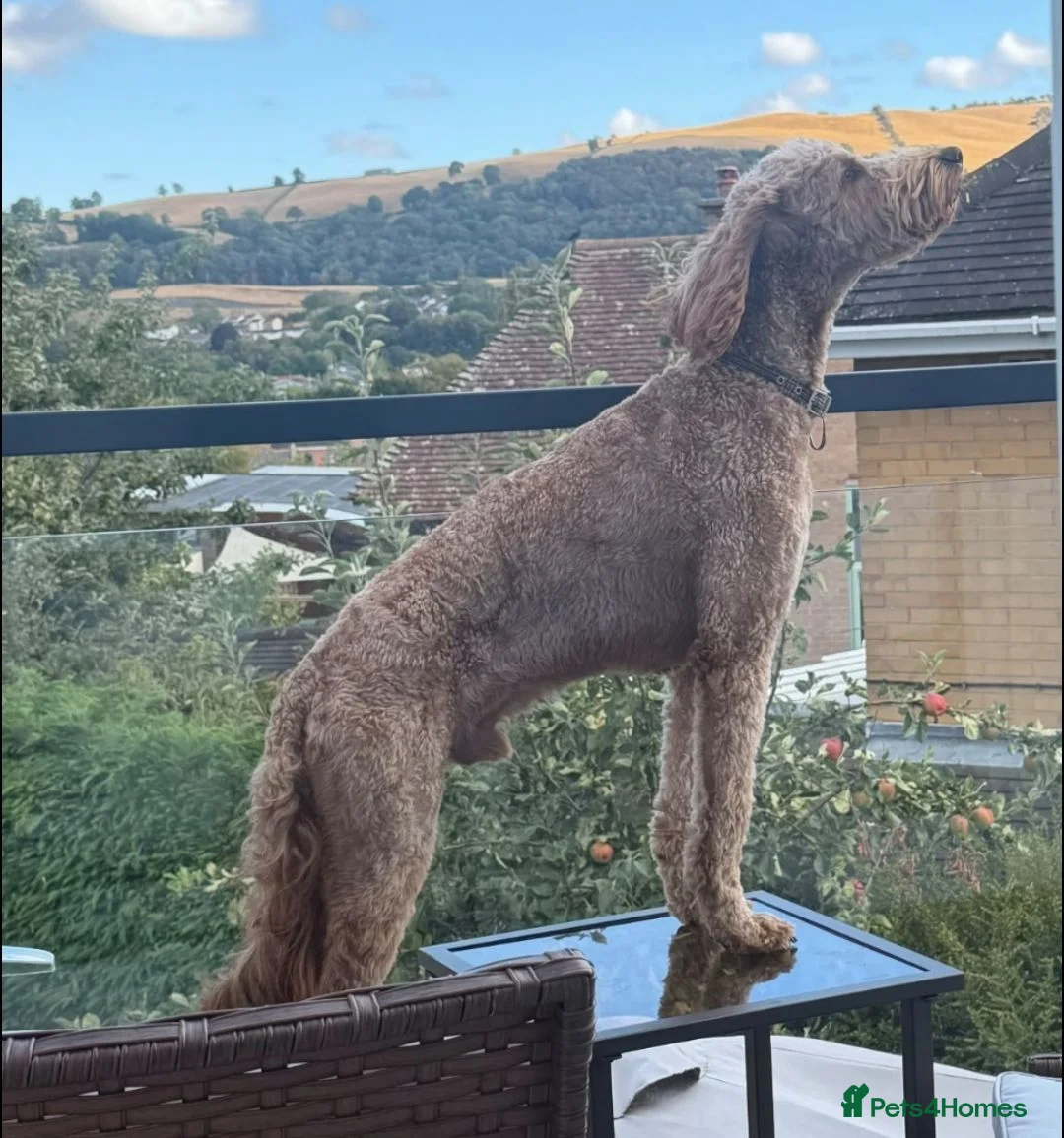 Irish Doodle dogs for stud: Irishdoodle stud Doodle Poodle Double doodle in Newtown - Advert 3