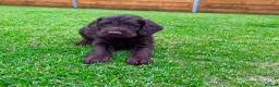 Labradoodle dogs for sale: Chocolate & chocolate Merle Babies 🐾🐾🐾 - Advert 15