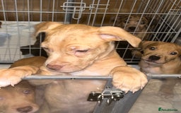 Mastiff dogs for sale: Mastiff X Puppies Looking for Forever Homes - Image 10