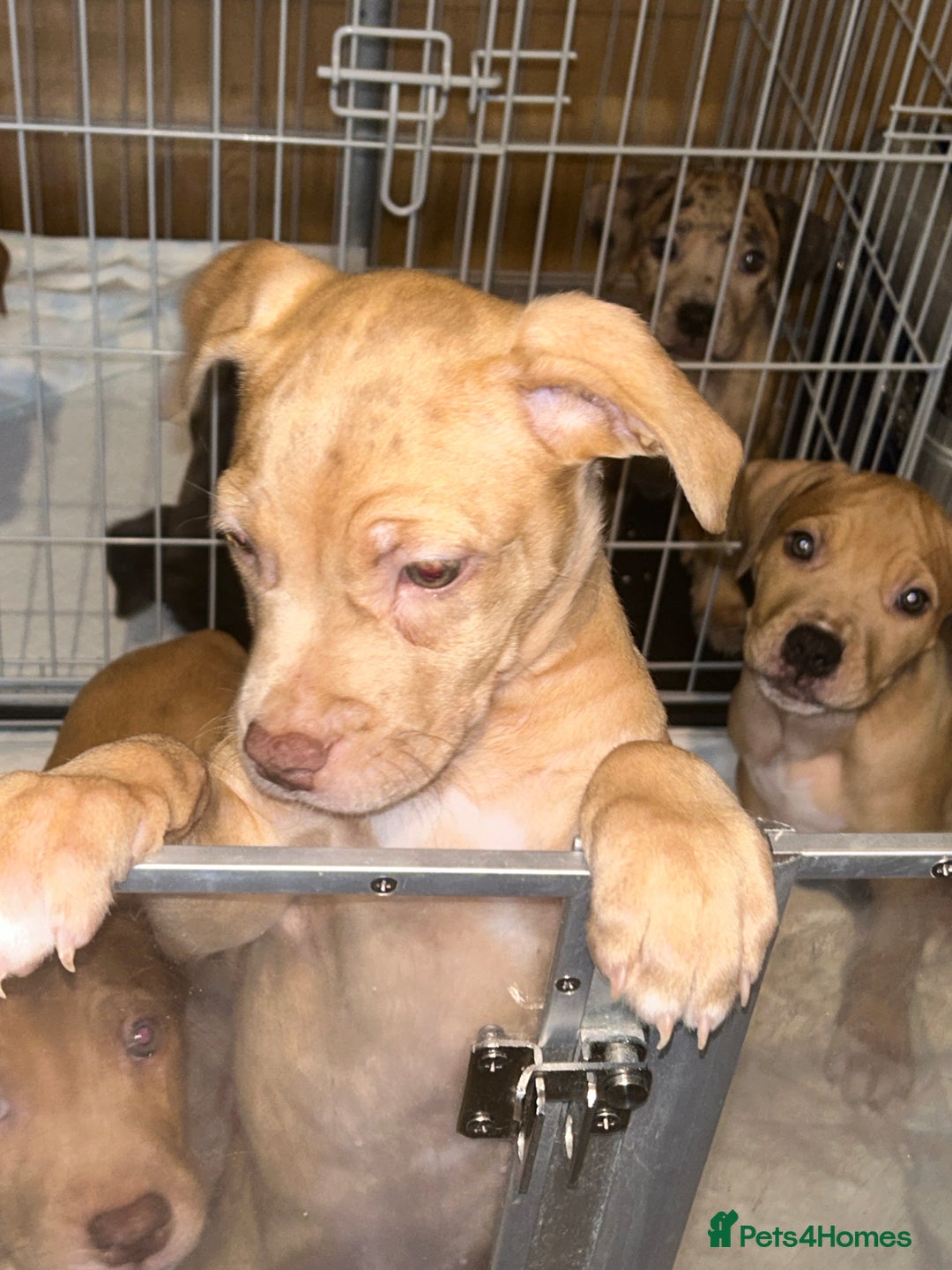 Mastiff dogs for sale: Mastiff X Puppies Looking for Forever Homes - Image 10