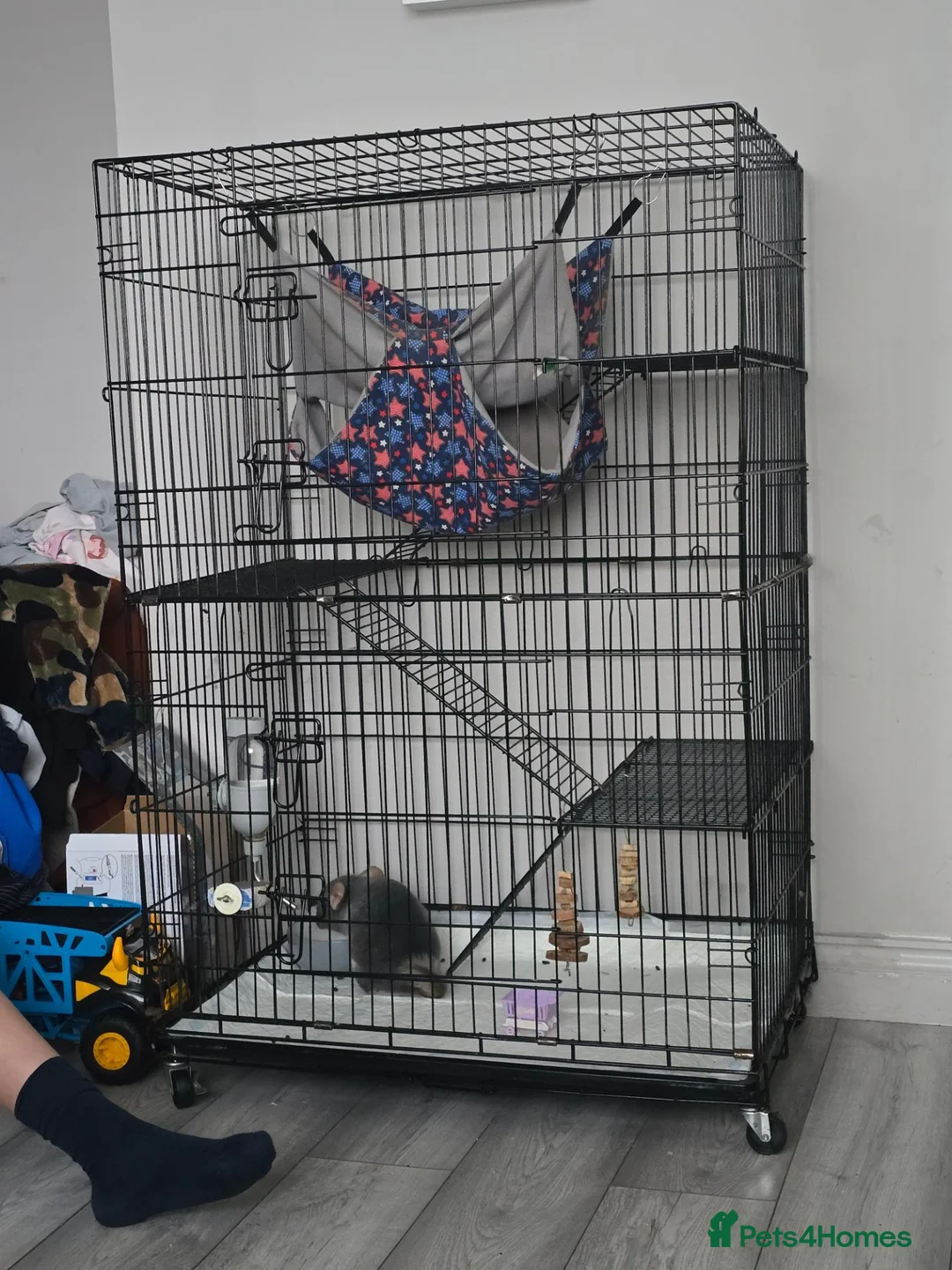 Chinchilla rodents for sale: Male chinchilla 2 years old in Newcastle upon Tyne - Advert 3