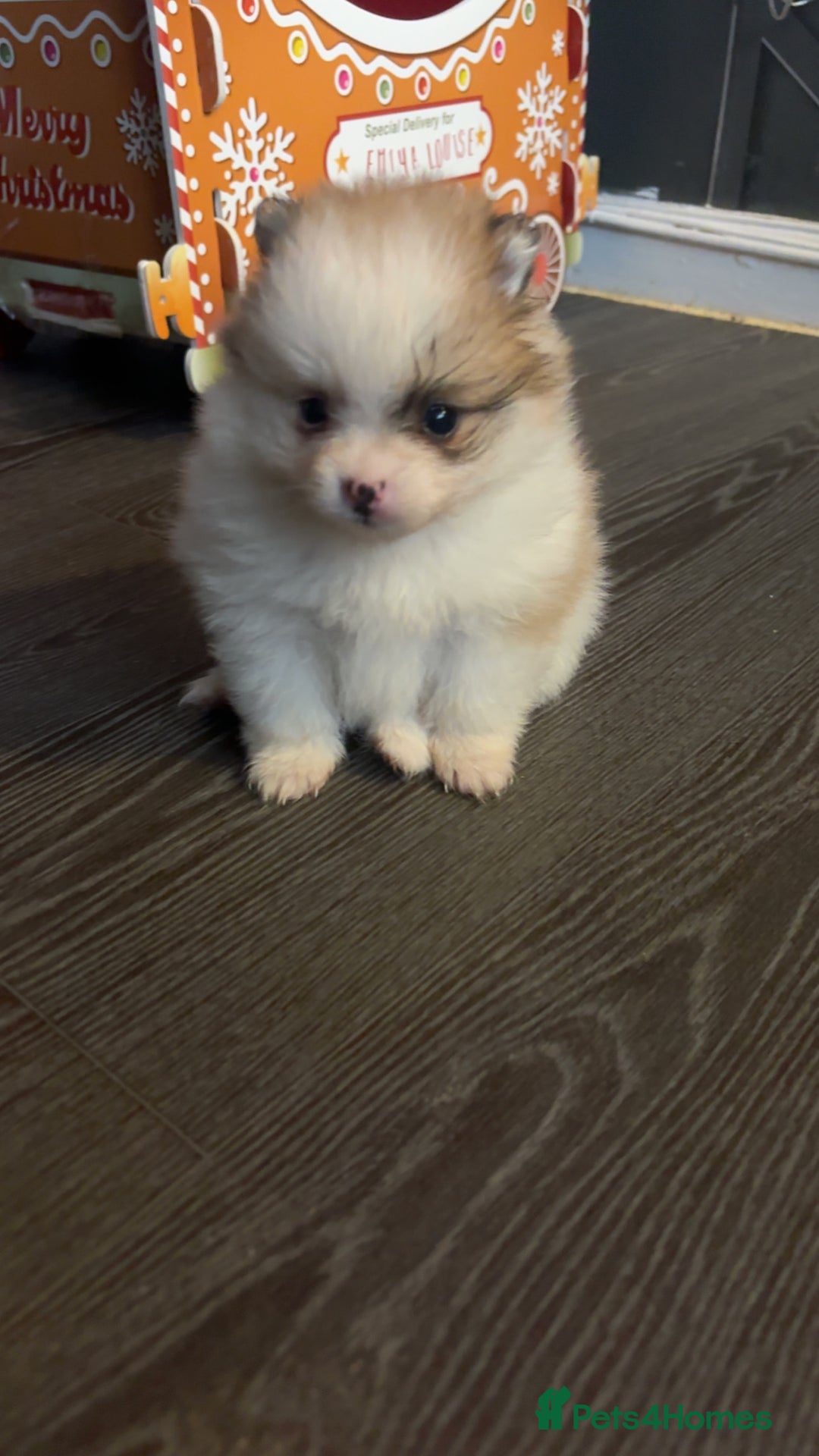 Pomeranian dogs for sale: 2 beautiful Pomeranian puppies  - Advert 4