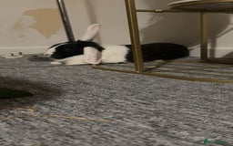 Dutch rabbits for sale: Two adult female rabbits - Image 3