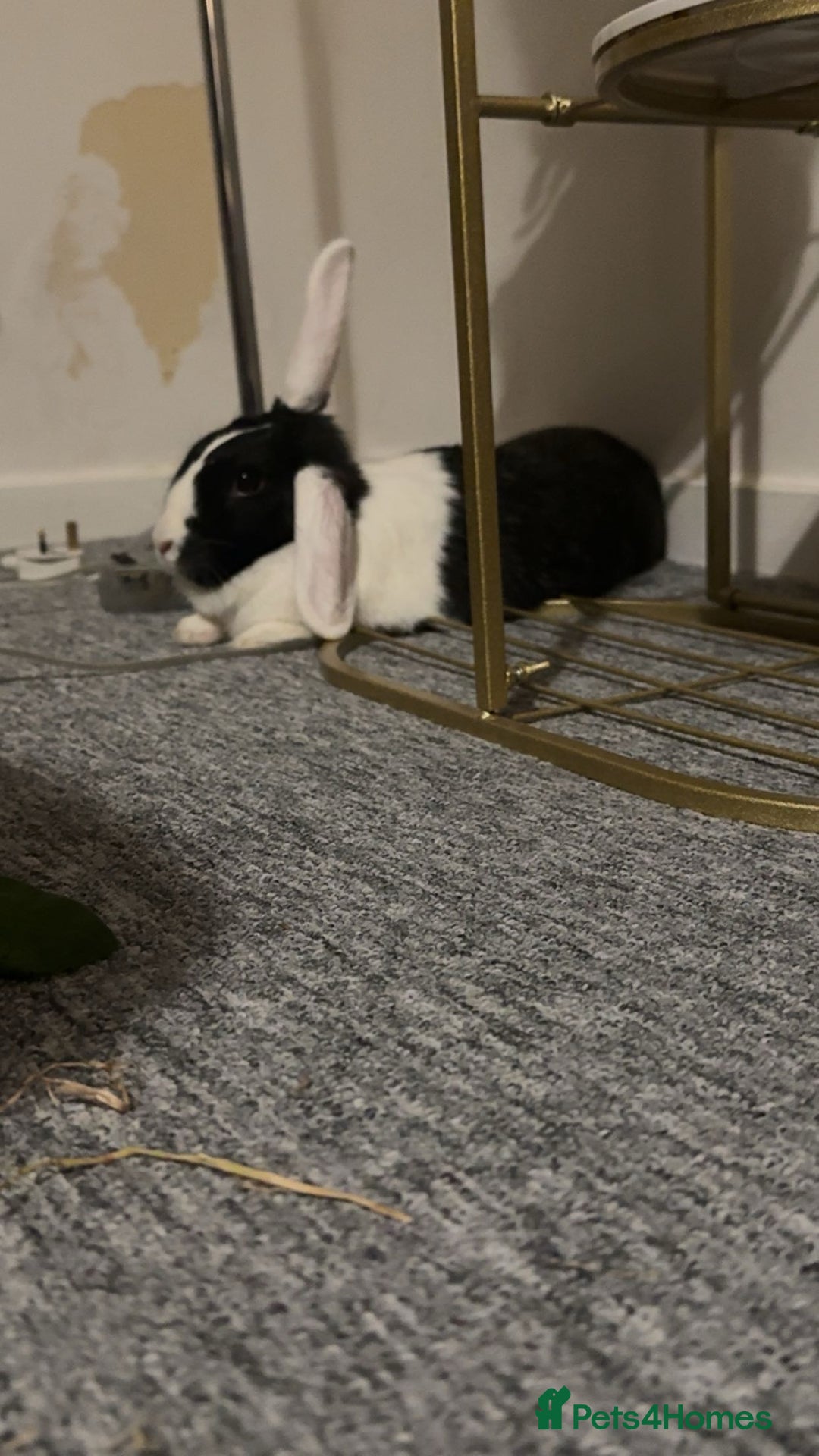 Dutch rabbits for sale: Two adult female rabbits - Image 3