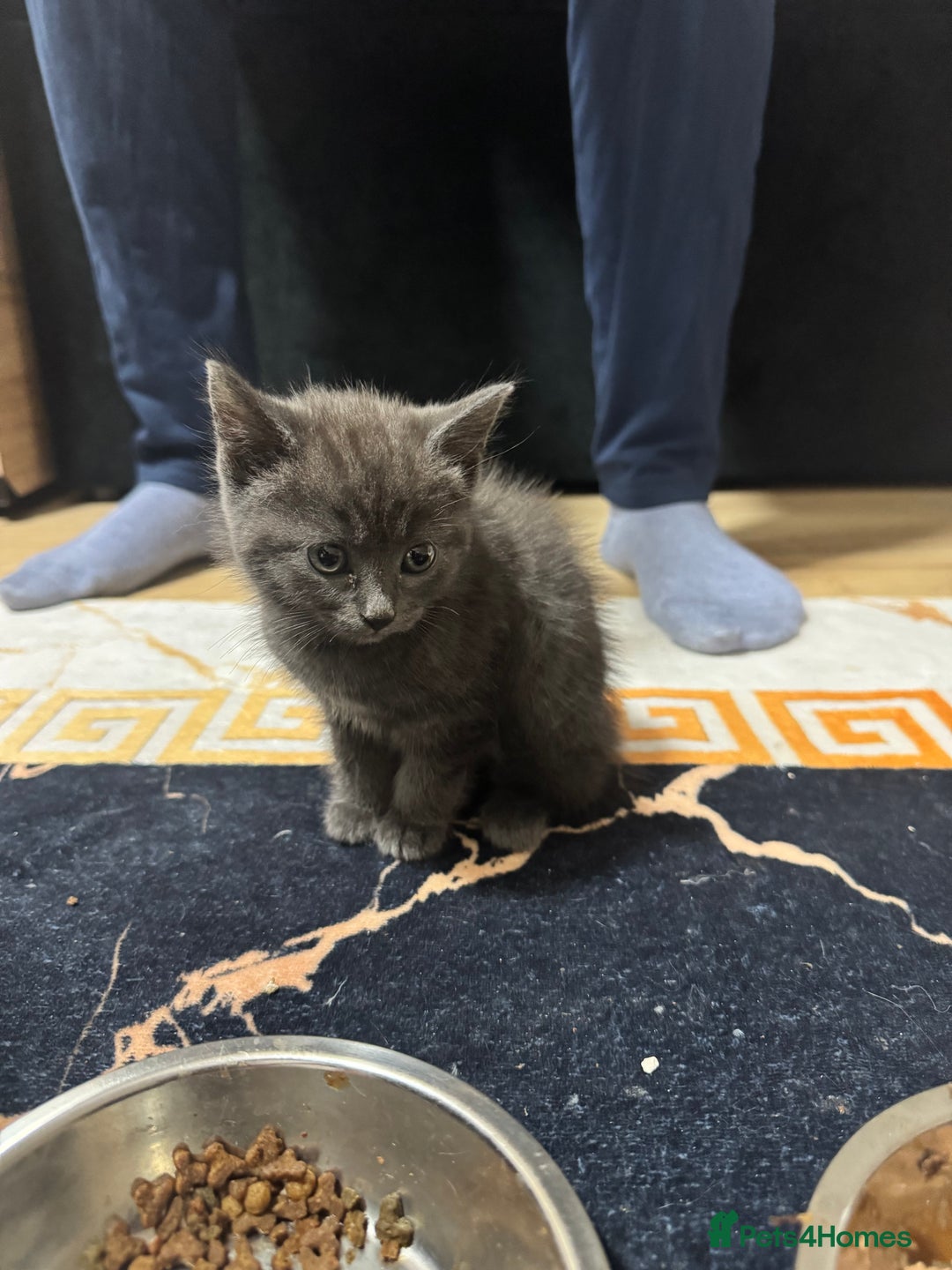 British Shorthair cats for sale: British shorthair  - Image 4