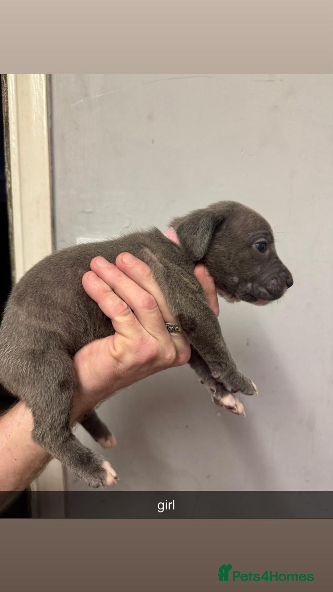 Cane Corso dogs for sale: 12 beautiful Blue cane corso pups - Image 12