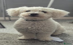 Mixed Breed dogs for sale: Bishon frise/Maltese puppies - Advert 3