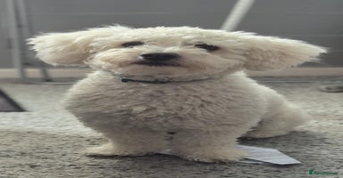 Mixed Breed dogs Bishon frise/Maltese puppies - Advert 9