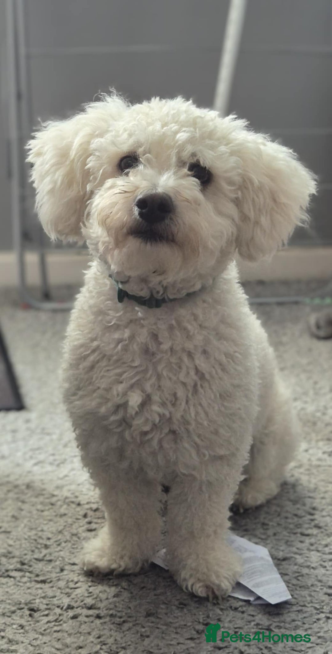 Mixed Breed dogs for sale: Bishon frise/Maltese puppies - Advert 3