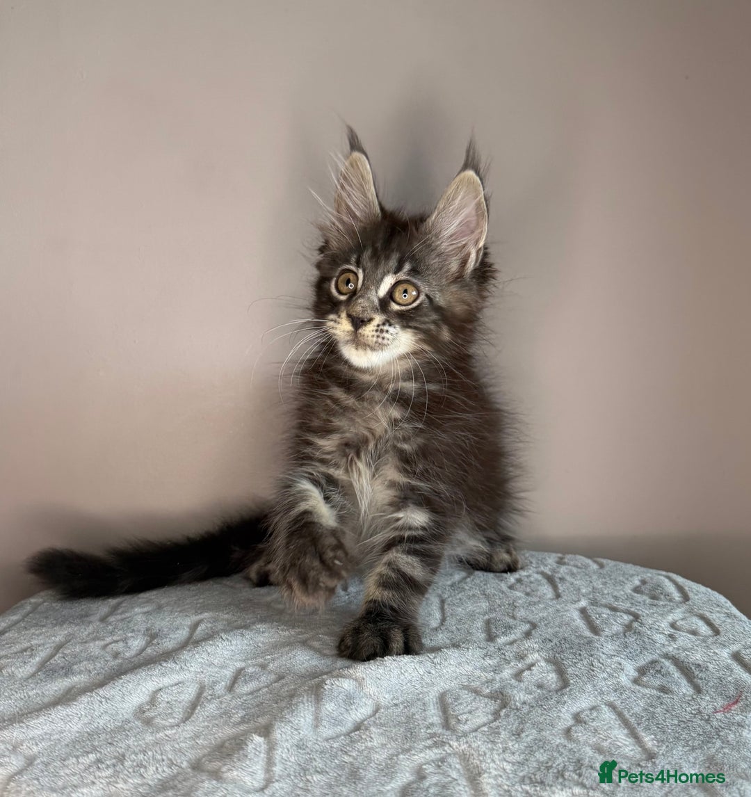 Maine Coon cats for sale: Russian Line maine coon kittens  in Market Rasen - Image 14