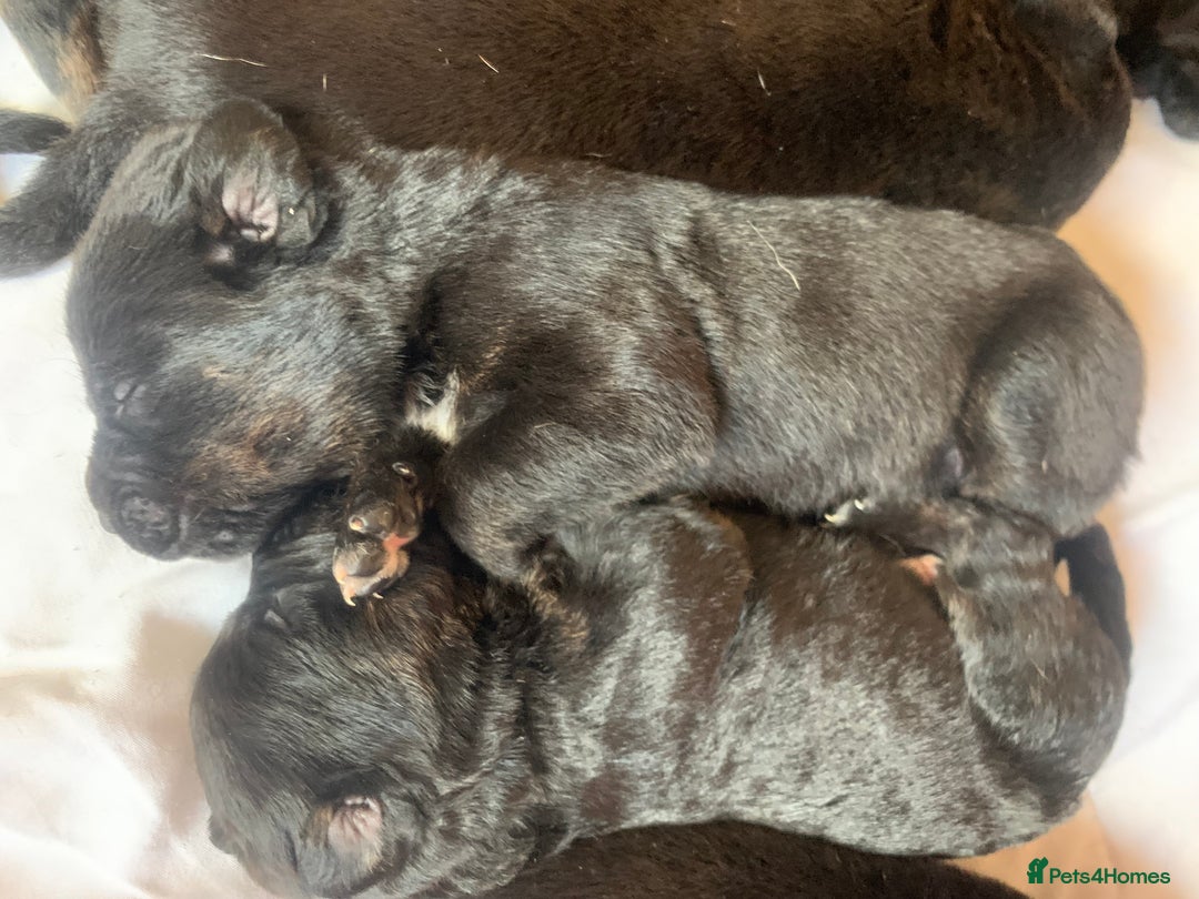 Mixed Breed dogs for sale: 4 stunning boys and 5 even more stunning girls - Advert 22