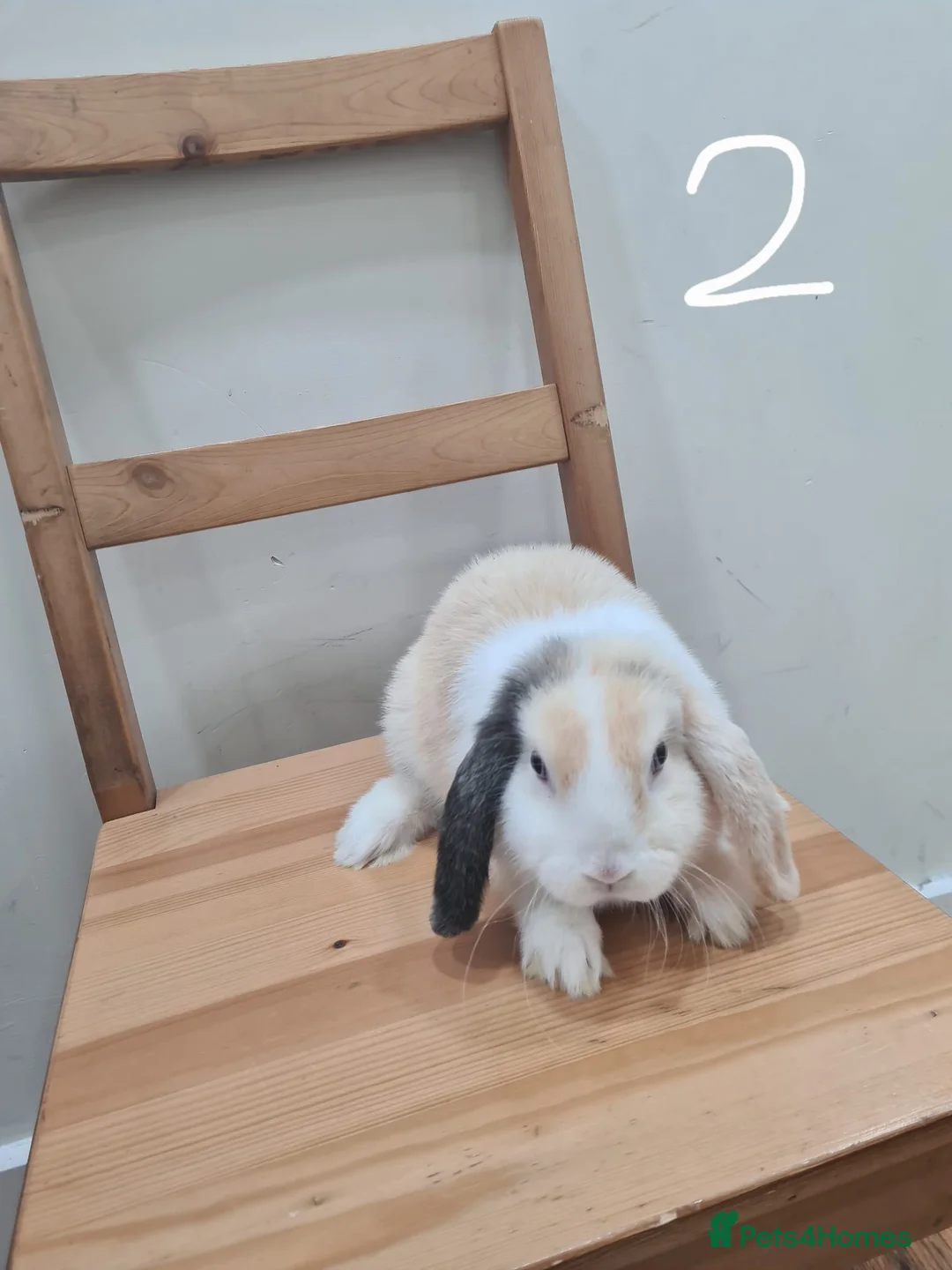 Mini Lop rabbits for sale: Pure breed mini lops  - Advert 2