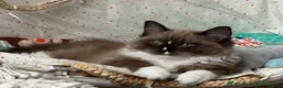 Ragdoll cats for sale: TICA reg. Mink Ragdoll Girl 3 Years Old - Advert 4