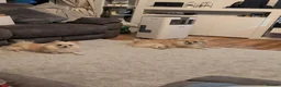 Pomeranian dogs for sale: Teddy & Nyla – Must Stay Together in Folkestone - Advert 4