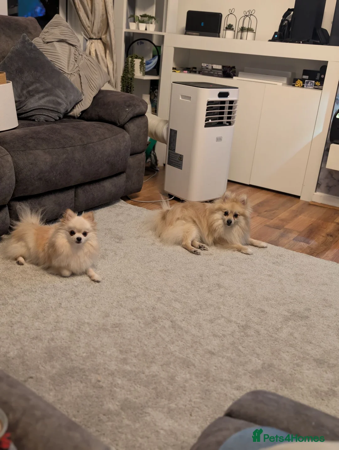 Pomeranian dogs for sale: Teddy & Nyla – Must Stay Together in Folkestone - Advert 4