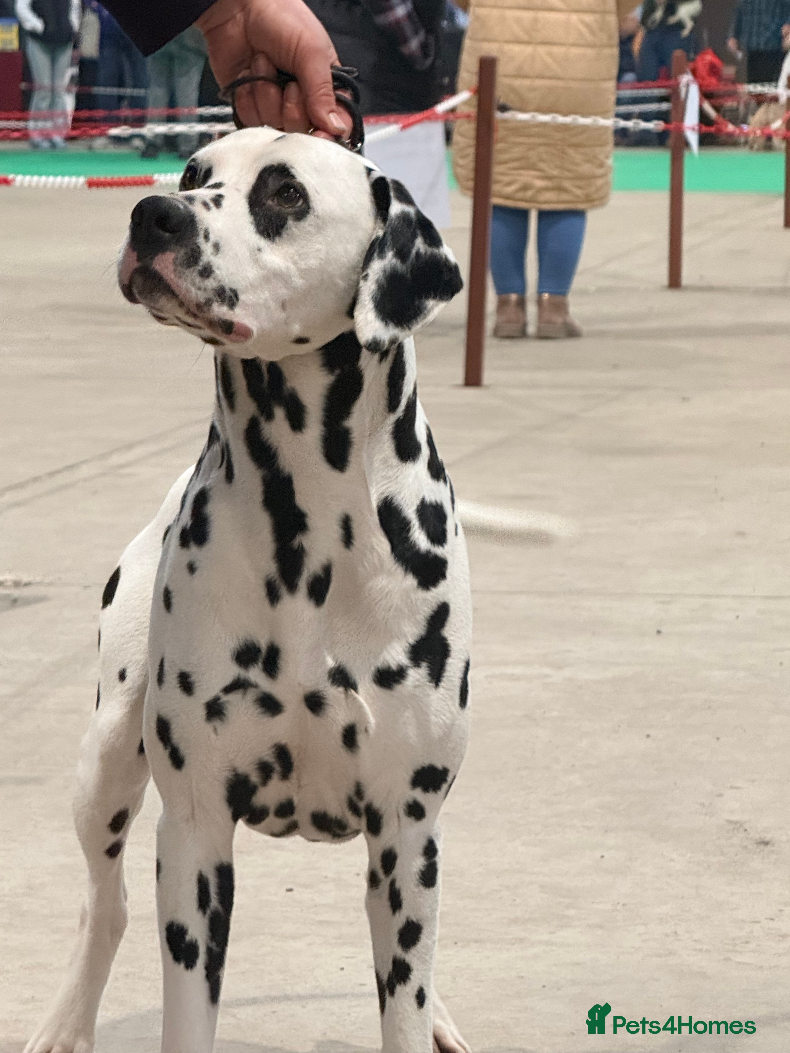 Dalmatian dogs Health tested, tv and advert star Dalmatian   in Aberdare - Advert 1