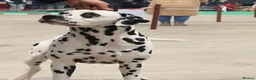 Dalmatian dogs for stud: Health tested, tv and advert star Dalmatian   in Aberdare - Advert 1