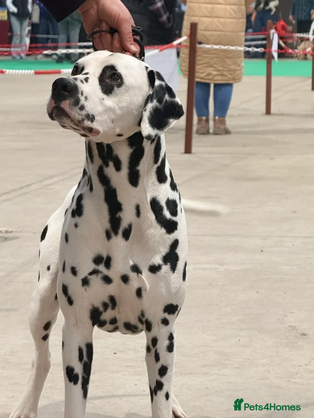 Dalmatian dogs for stud: Health tested, tv and advert star Dalmatian   in Aberdare - Advert 1