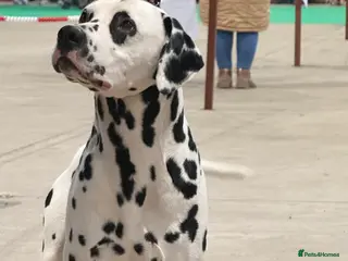 Dalmatian dogs Health tested, tv and advert star Dalmatian in Aberdare - Advert 1