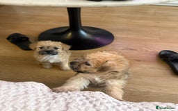 Mixed Breed dogs for sale: Lovely Poppies in Bexleyheath  - Image 3