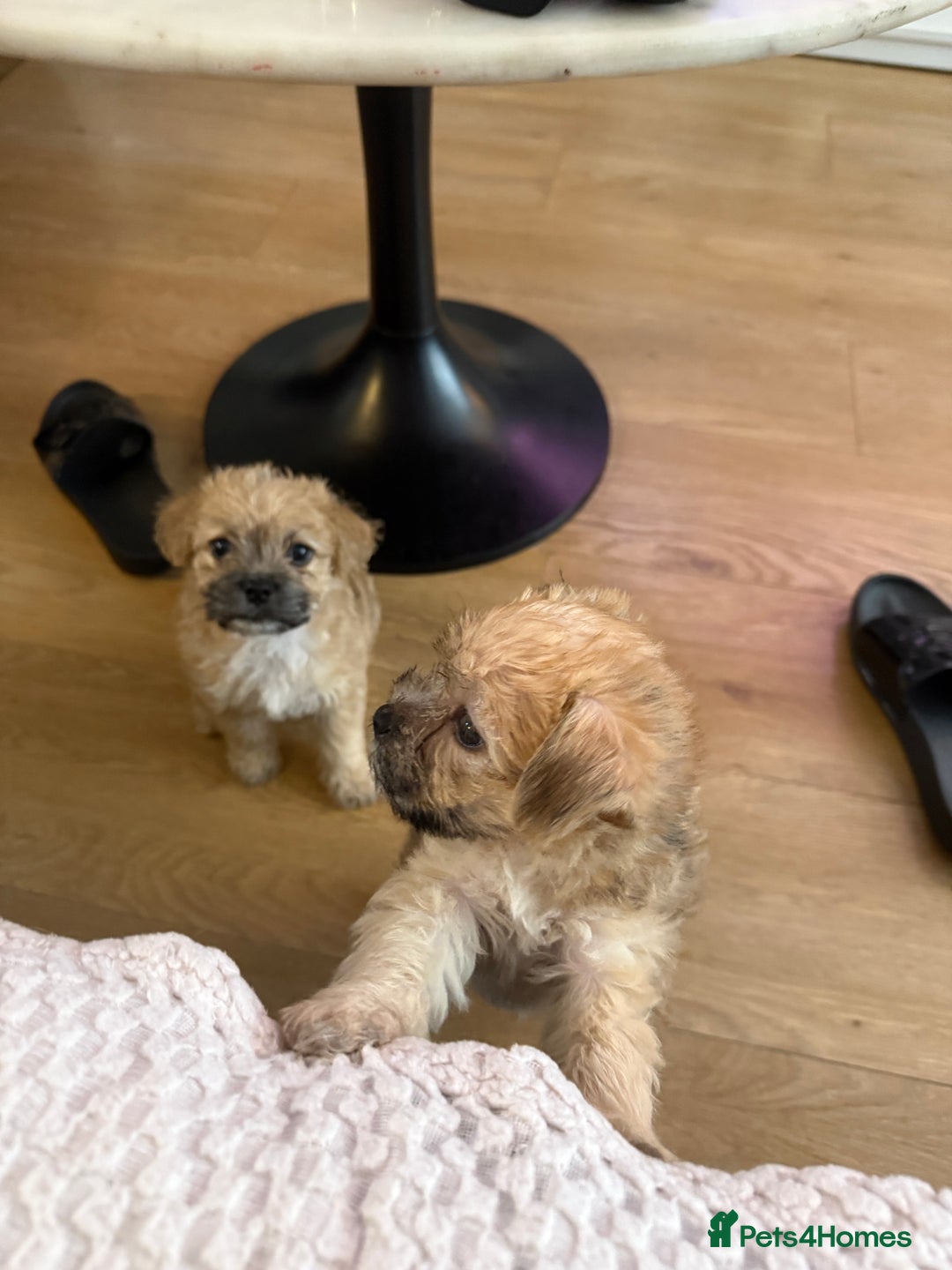 Mixed Breed dogs for sale: Lovely Poppies in Bexleyheath  - Image 3