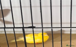 Canaries birds for sale: Fife canaries for sale 2025 bred - Image 14