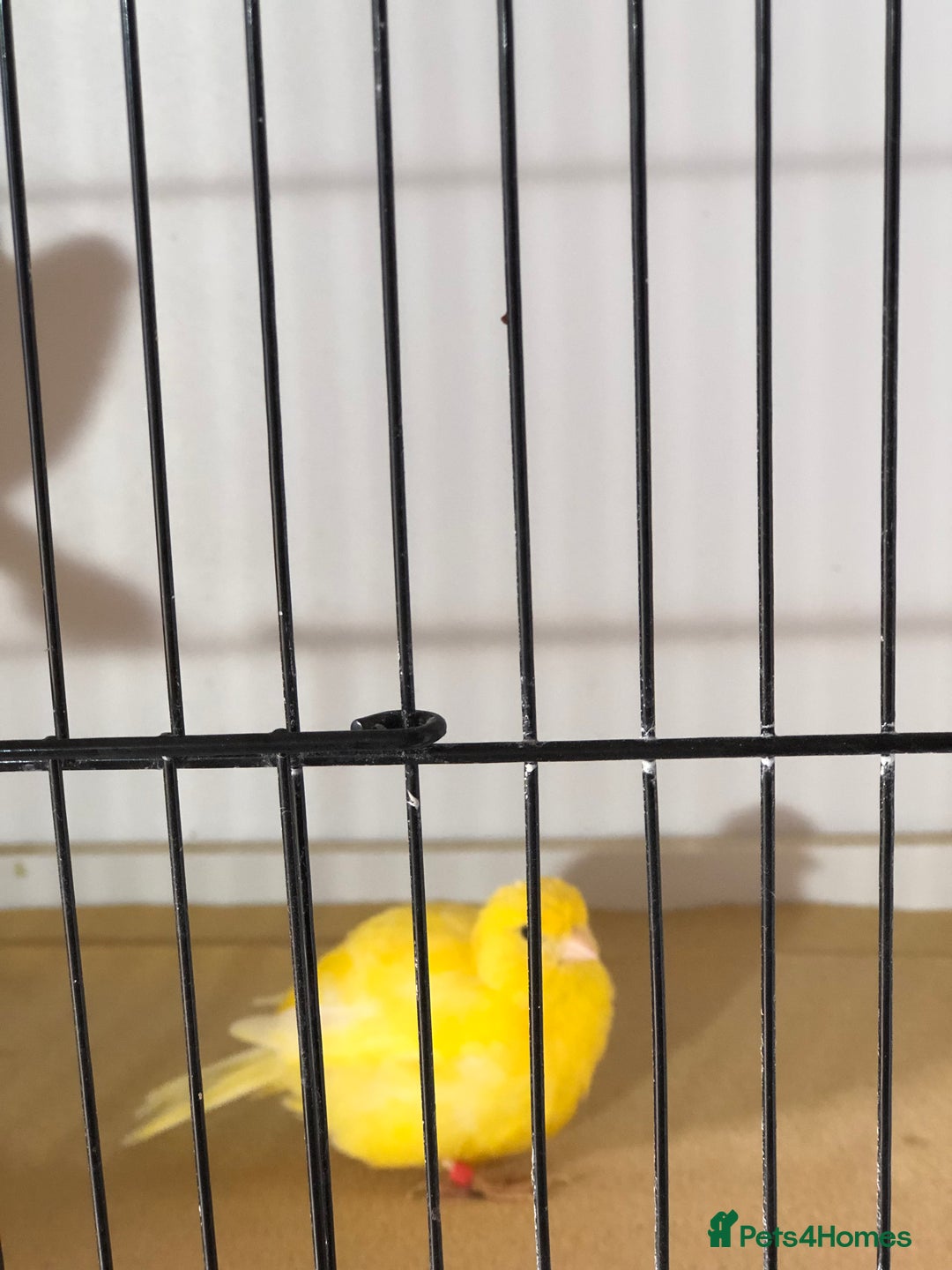 Canaries birds for sale: Fife canaries for sale 2025 bred - Image 14