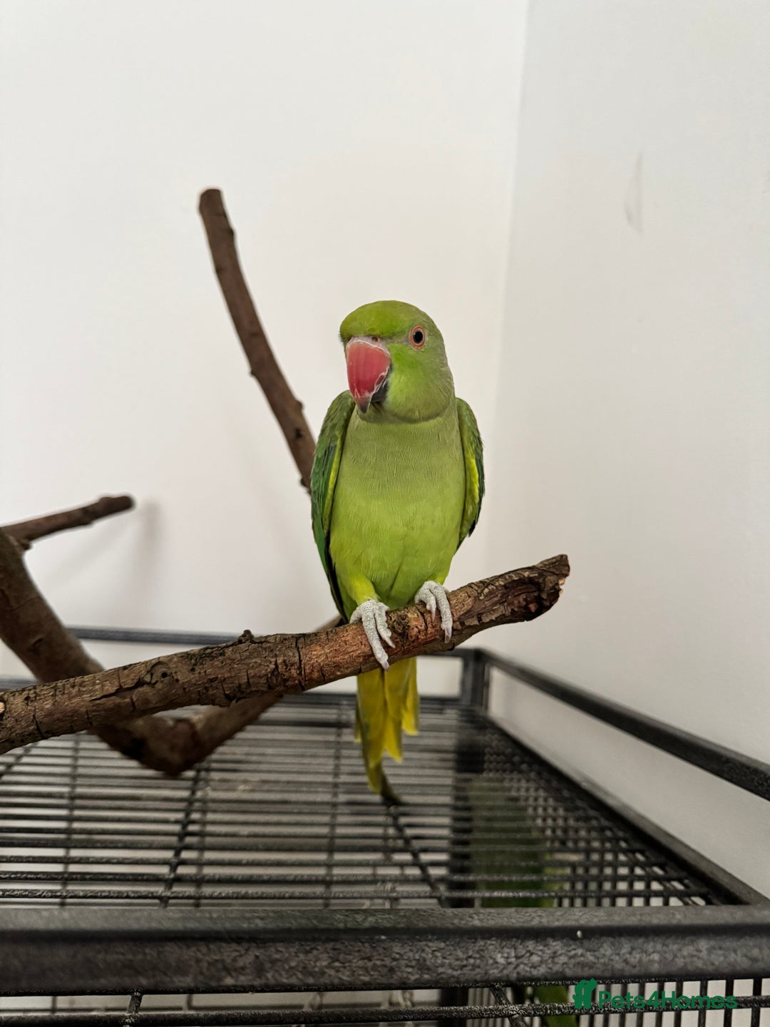 Ringnecks birds for sale: X2 bonded ring necks  - Image 2