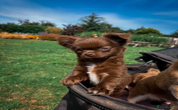 Chihuahua dogs - Advert 2