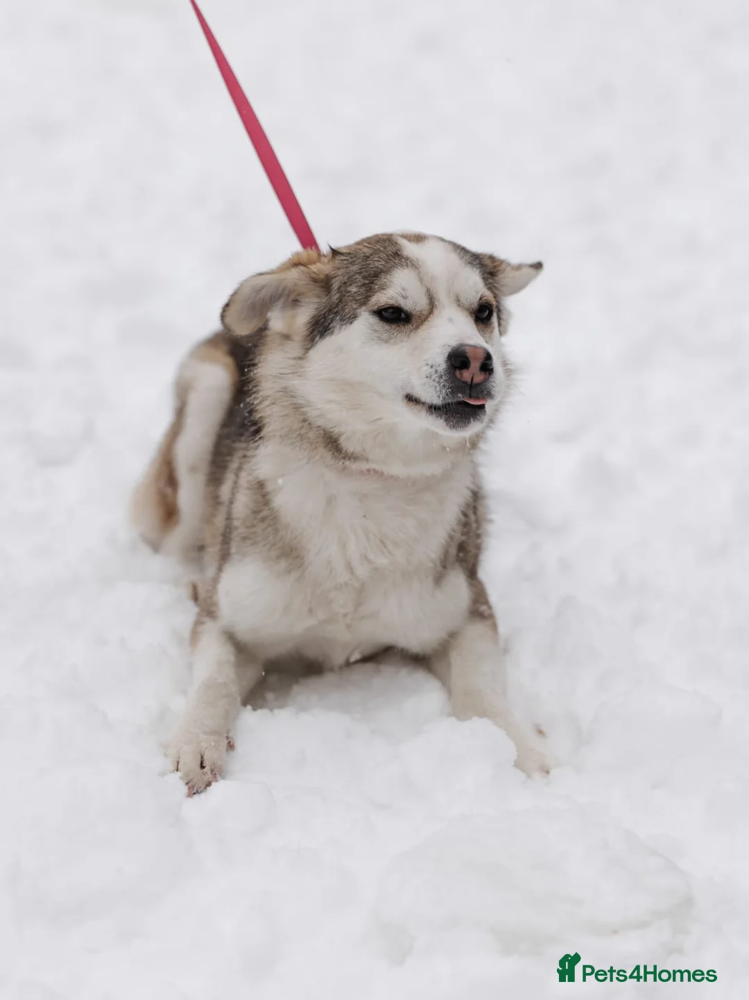 Mixed Breed dogs for adoption: ❤️GRACY❤️-a fluffy ball of joy in a small wrap  - Advert 7