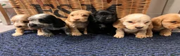 Cocker Spaniel dogs for sale: Stunning Show type cocker spaniel puppies  - Advert 7