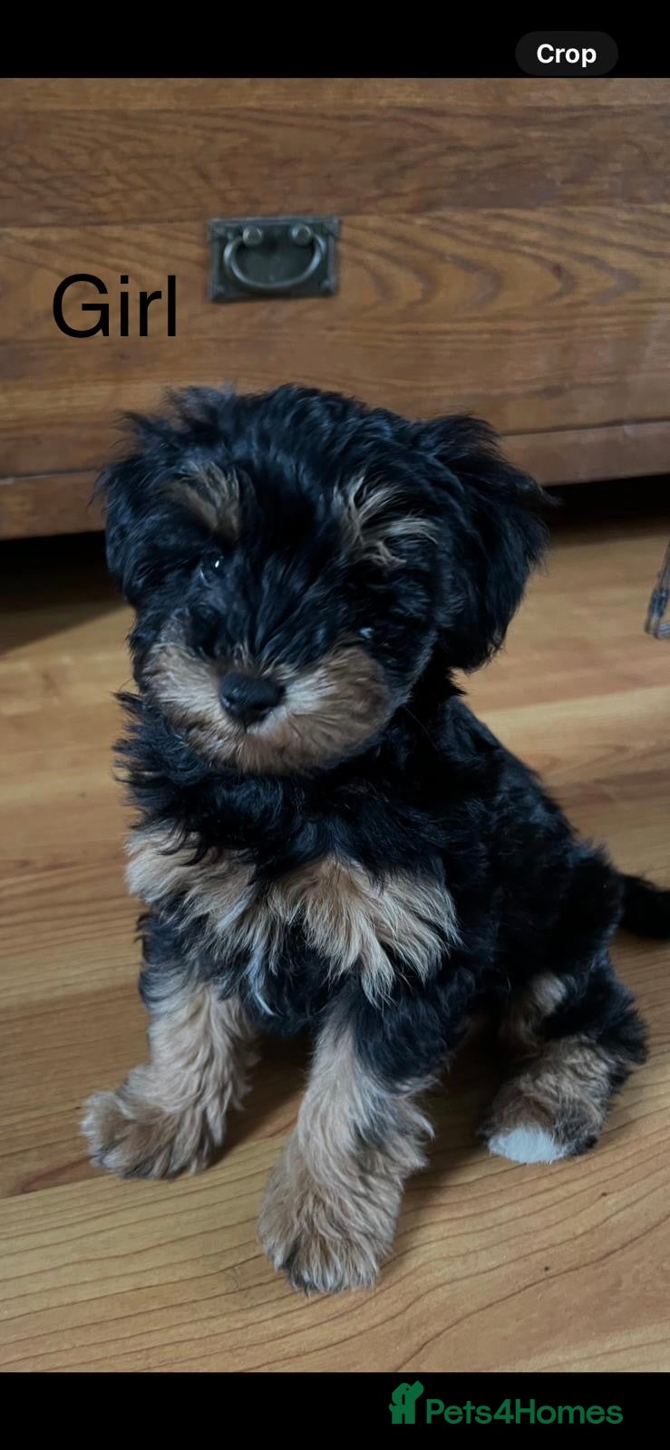 Schnoodle dogs American Toy Schnoodle Puppies *READY TO GO* - Advert 7