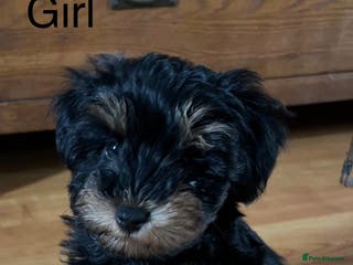 Schnoodle dogs American Toy Schnoodle Puppies *READY TO GO* - Advert 5
