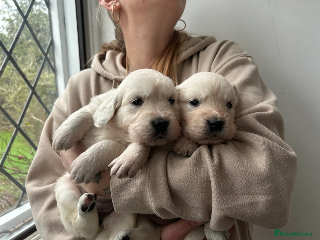 Golden Retriever dogs for sale: Adorable Golden retriever puppies  - Advert 1