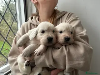 Golden Retriever dogs Adorable Golden retriever puppies - Advert 1